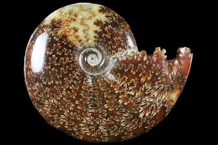 Polished, Agatized Ammonite (Cleoniceras) - Madagascar #94263